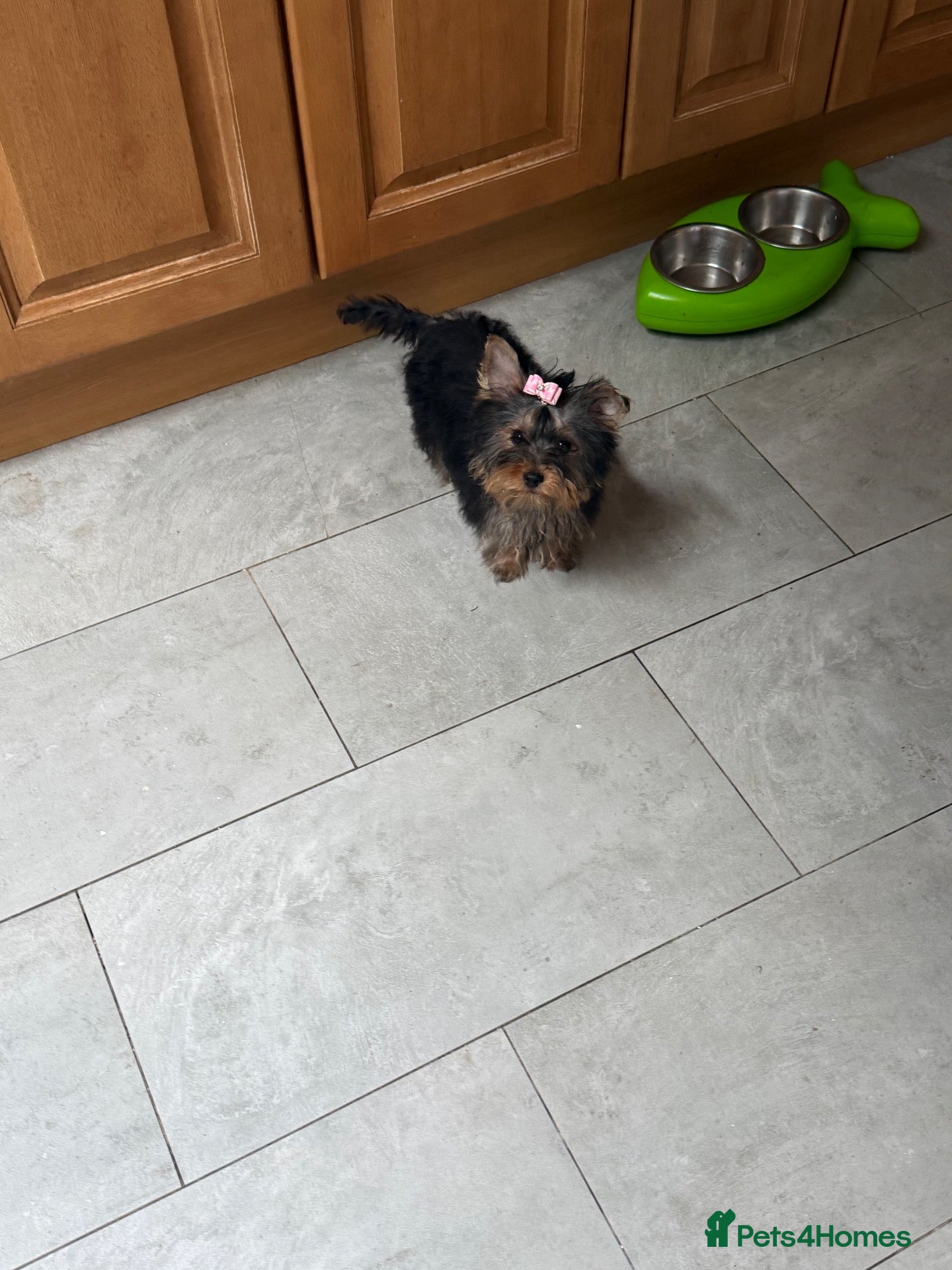 Yorkshire Terrier dogs Lovely Yorkshire Terrier Puppy ❤️ - Advert 8