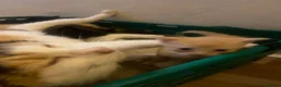 Mixed Breed cats for sale: 4 gorgeous kittens  - Advert 2