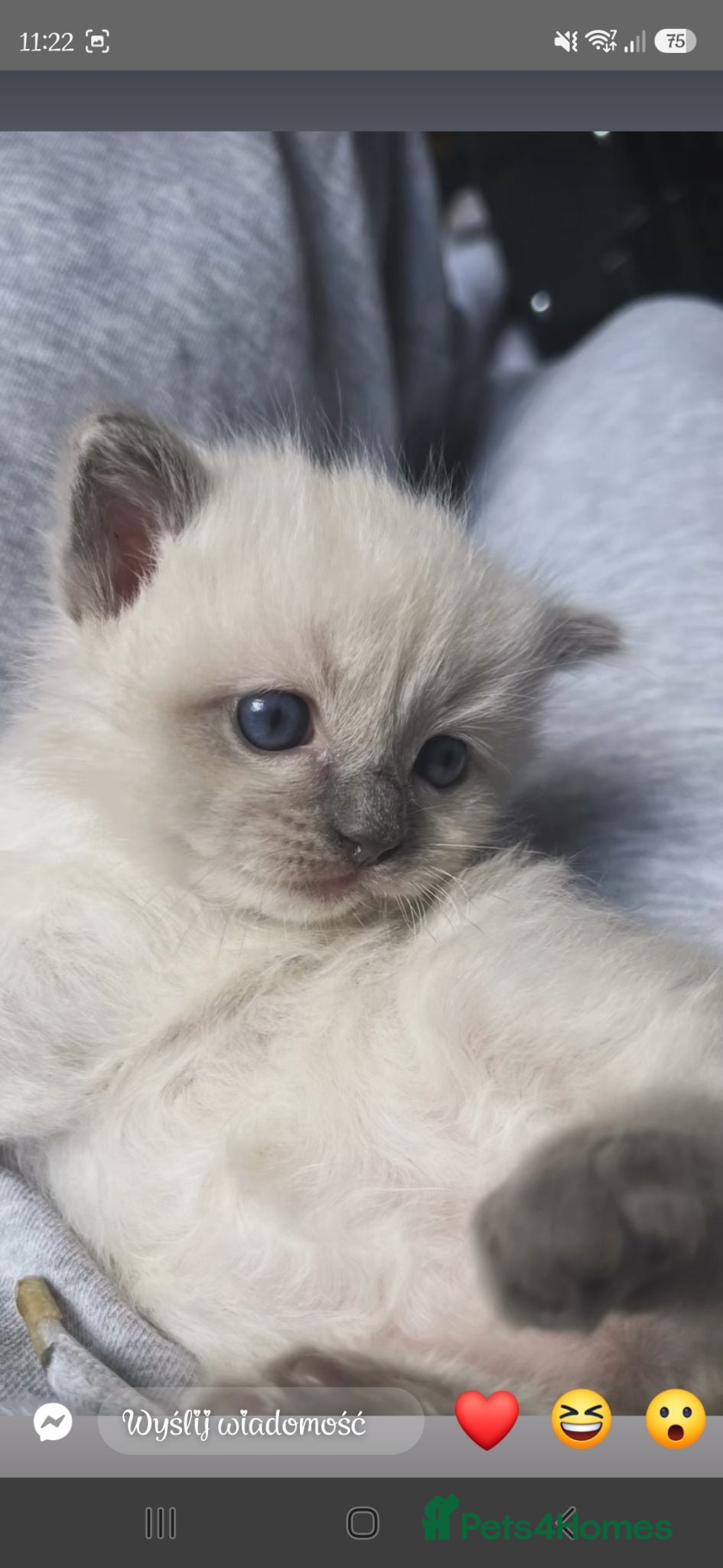 Ragdoll cats Last Ragdoll Girl Available –11Weeks Old,Ready Now - Advert 2