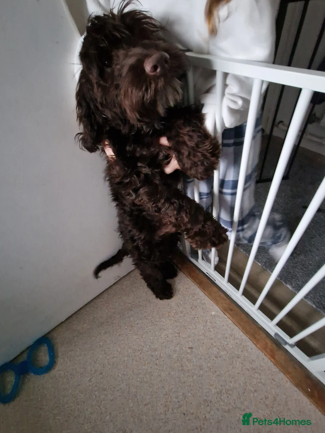 Cockapoo dogs for sale: Cockapoo boy - Advert 3