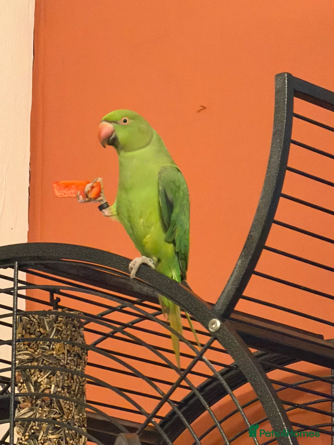 Ringnecks birds for sale: Green Indian ring neck  - Advert 1