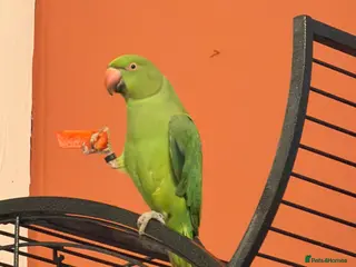 Ringnecks birds Green Indian ring neck - Advert 2