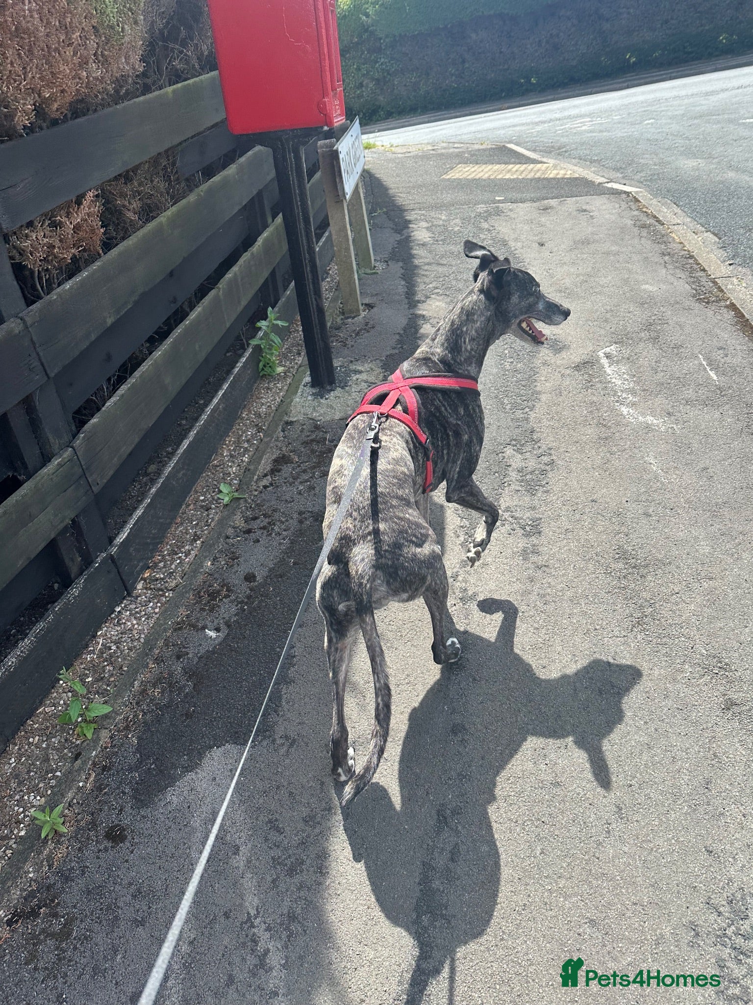 Mixed Breed dogs Male Greyhound for adoption - Advert 1
