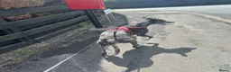 Mixed Breed dogs for sale: Male Greyhound for adoption in Keighley - Advert 1