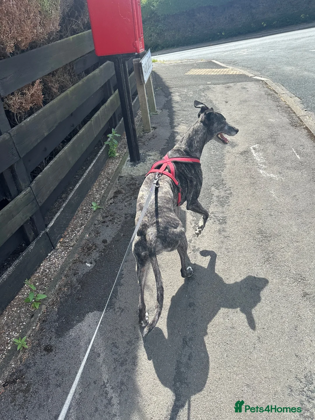 Mixed Breed dogs for sale: Male Greyhound for adoption in Keighley - Advert 1