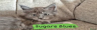 Sugars Blues