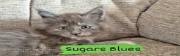Maine Coon cats for sale: Gorgeous TICA registered Maine Coon Kittens - Advert 11
