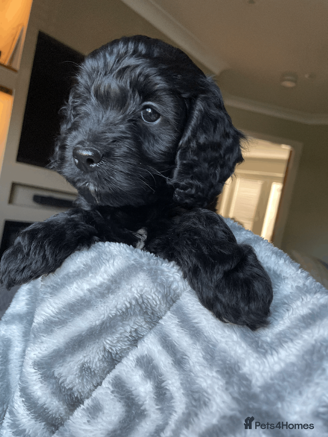Cockapoo dogs for sale: Beautiful Thick coated Fluffy F1 Toy Cockapoo pups - Advert 32
