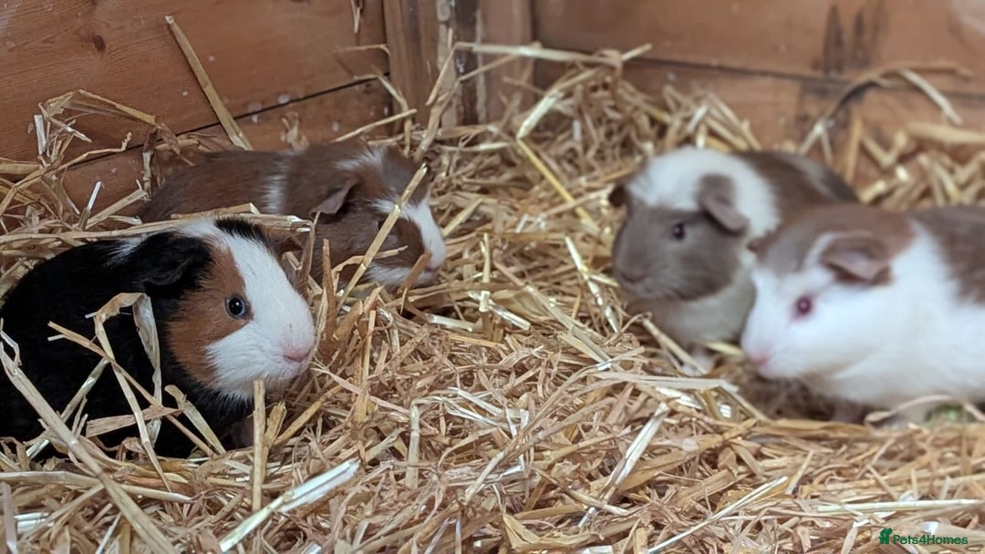 Guinea Pig rodents for sale: Gorgeous male piggies  - Image 5