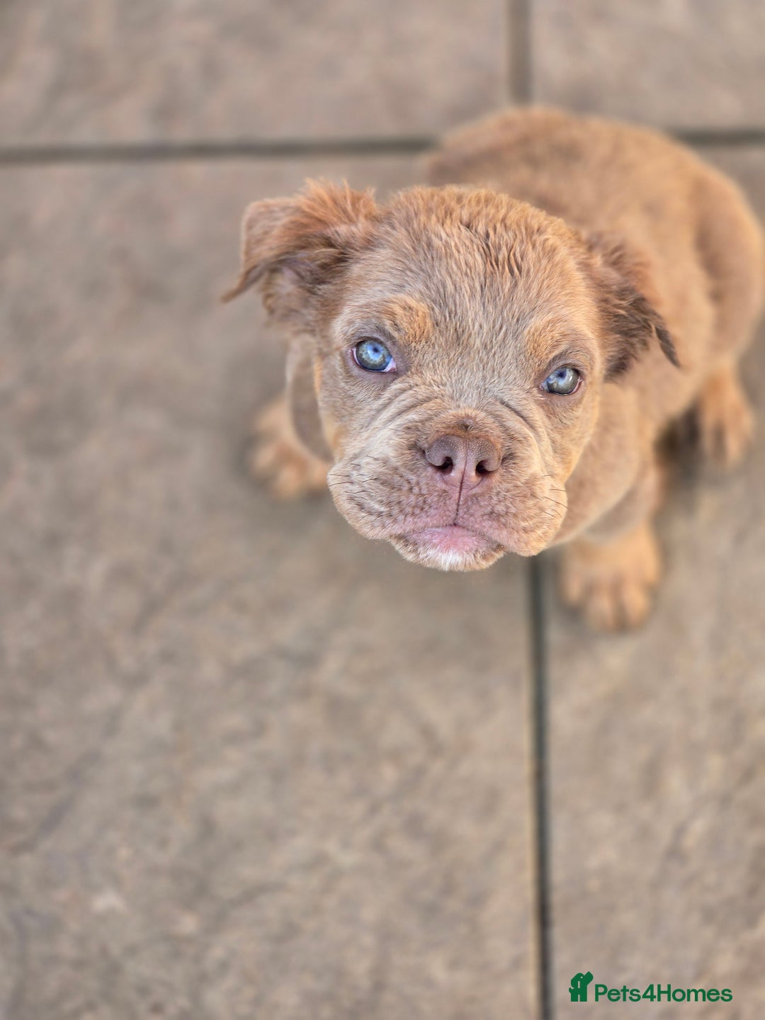 Olde English Bulldogge dogs for sale: Old english bulldoggee mammut/mammoth - Image 27