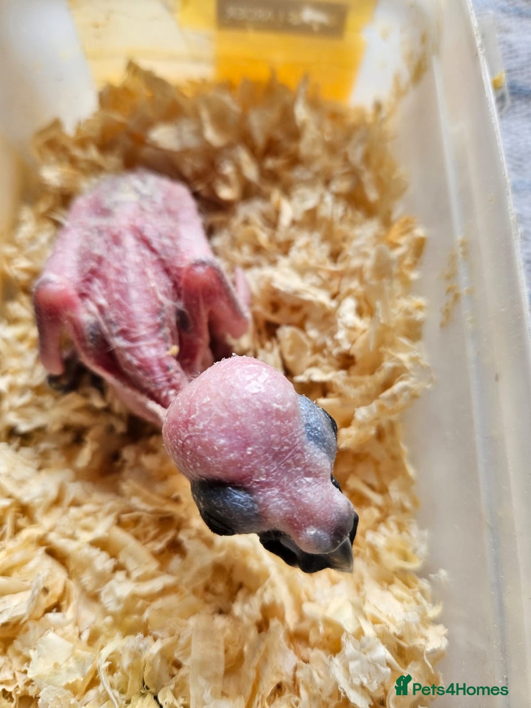 Parrots birds for sale: Beautiful blue front Amazon  - Advert 7