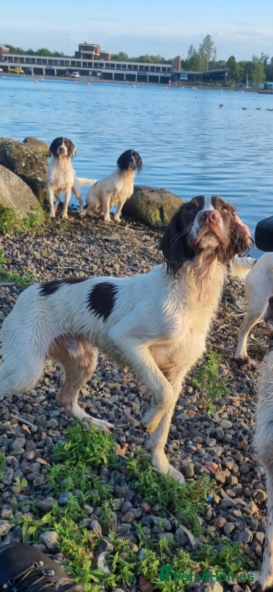 English Springer Spaniel dogs for sale: KC Registered Trained Springer Spaniel Pup - Advert 2