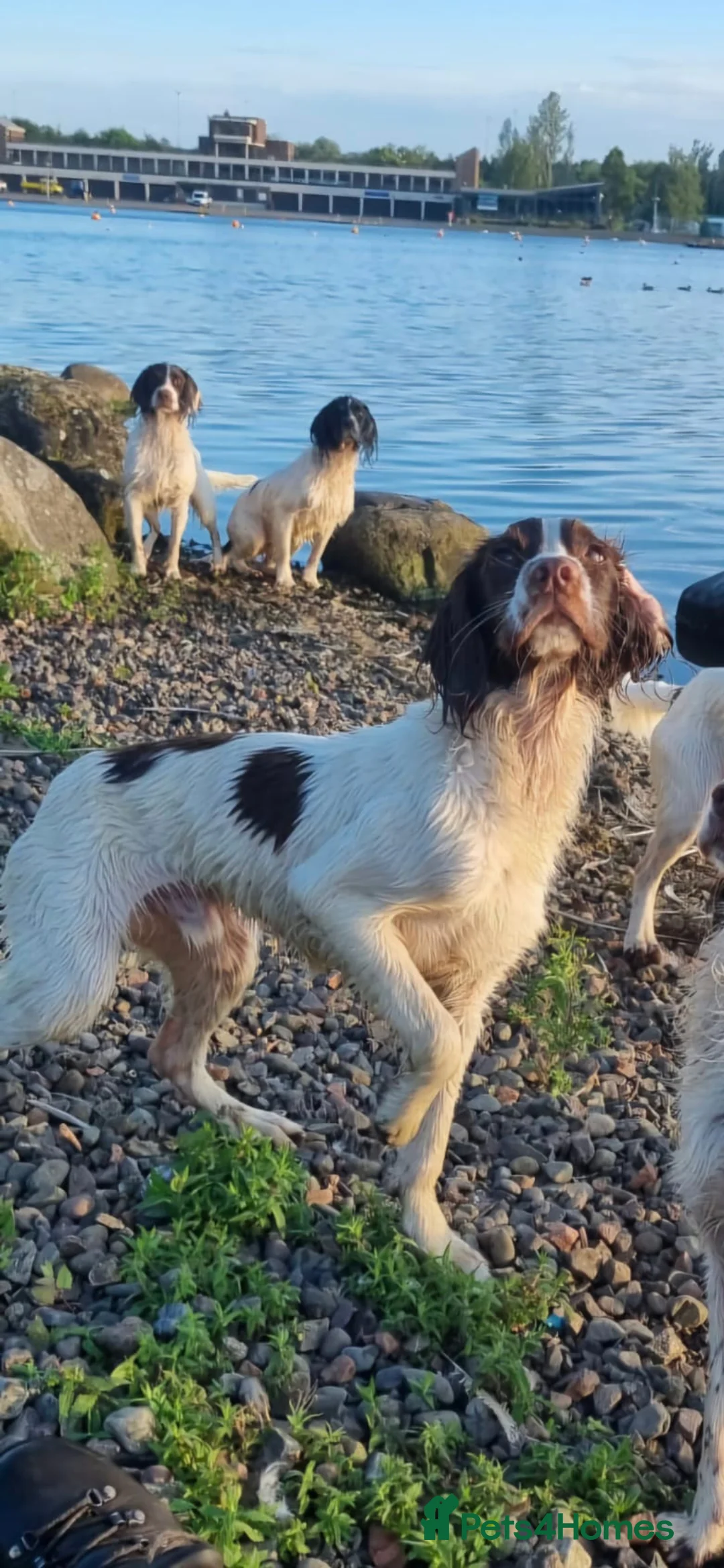 English Springer Spaniel dogs for sale: KC Registered Trained Springer Spaniel Pup - Advert 2