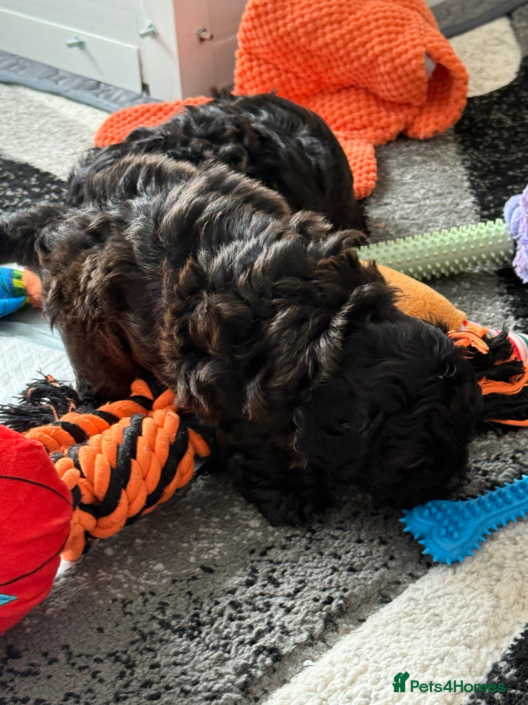 Maltipoo dogs for sale: Outstanding Malshipoo puppies - Image 14