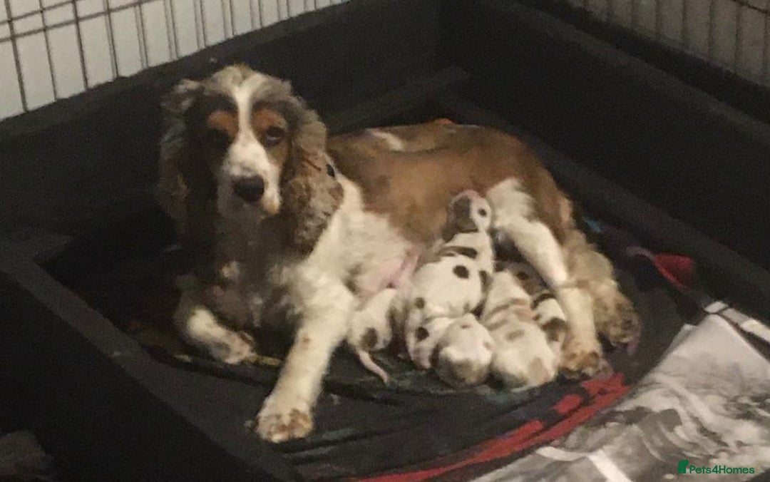 Cocker Spaniel dogs for sale: Adorable Show cocker spaniel puppies - Image 2