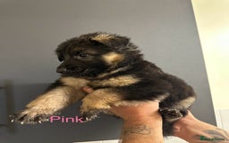 German Shepherd dogs for sale: German shepherd  - Image 11