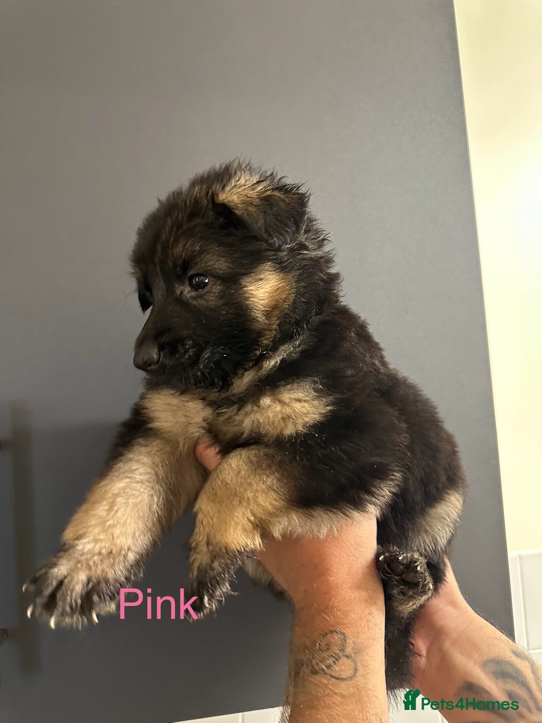 German Shepherd dogs for sale: German shepherd  - Image 11