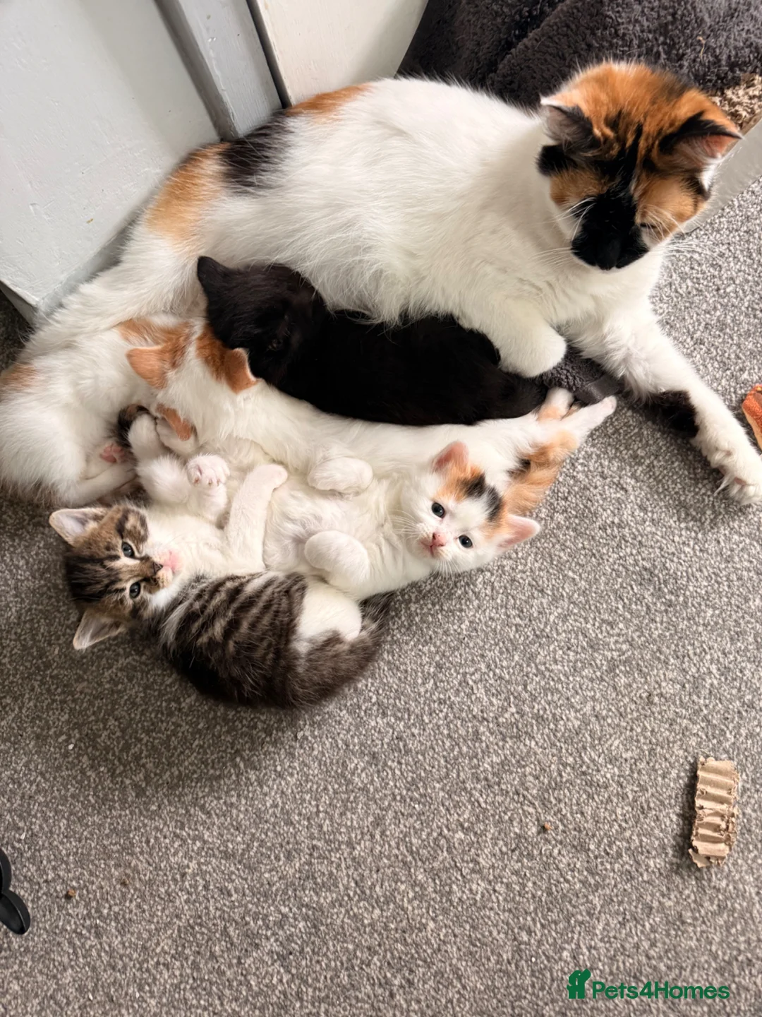 Mixed Breed cats for sale: 5 gorgeous playful little ones  - Advert 2