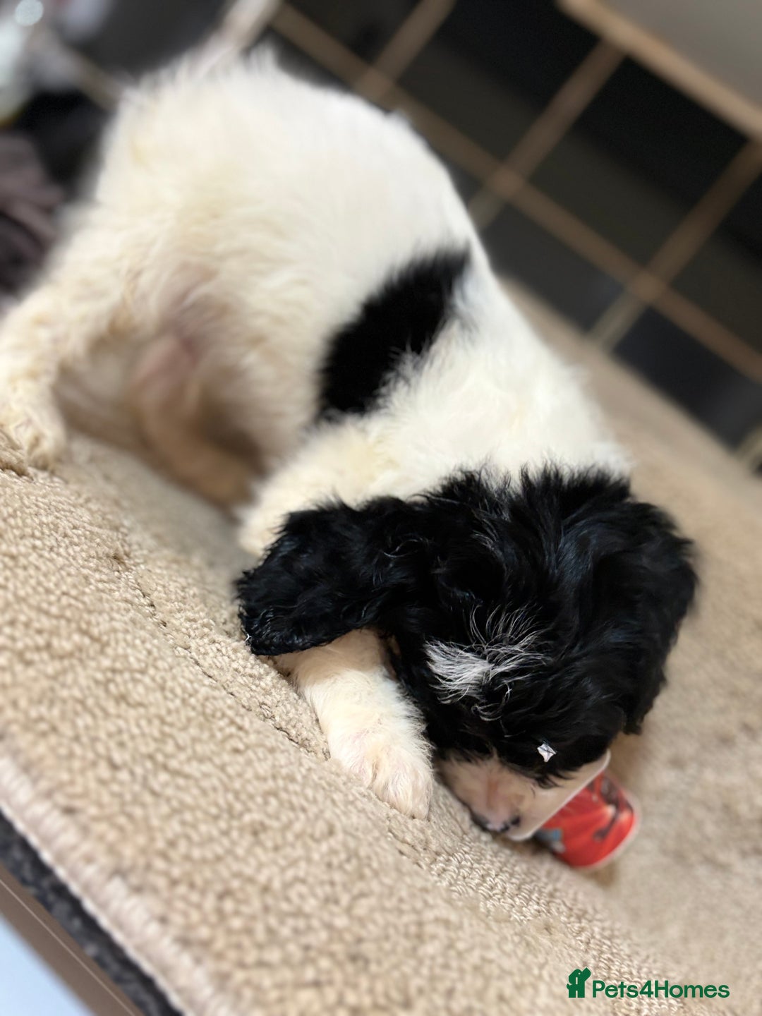 Cockapoo dogs for sale: 🍭stunning F1 cockerpoos🍭 in Spennymoor - Image 3