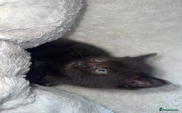 British Longhair cats for sale: Adorable Kittens Looking for Loving Homes - Image 3