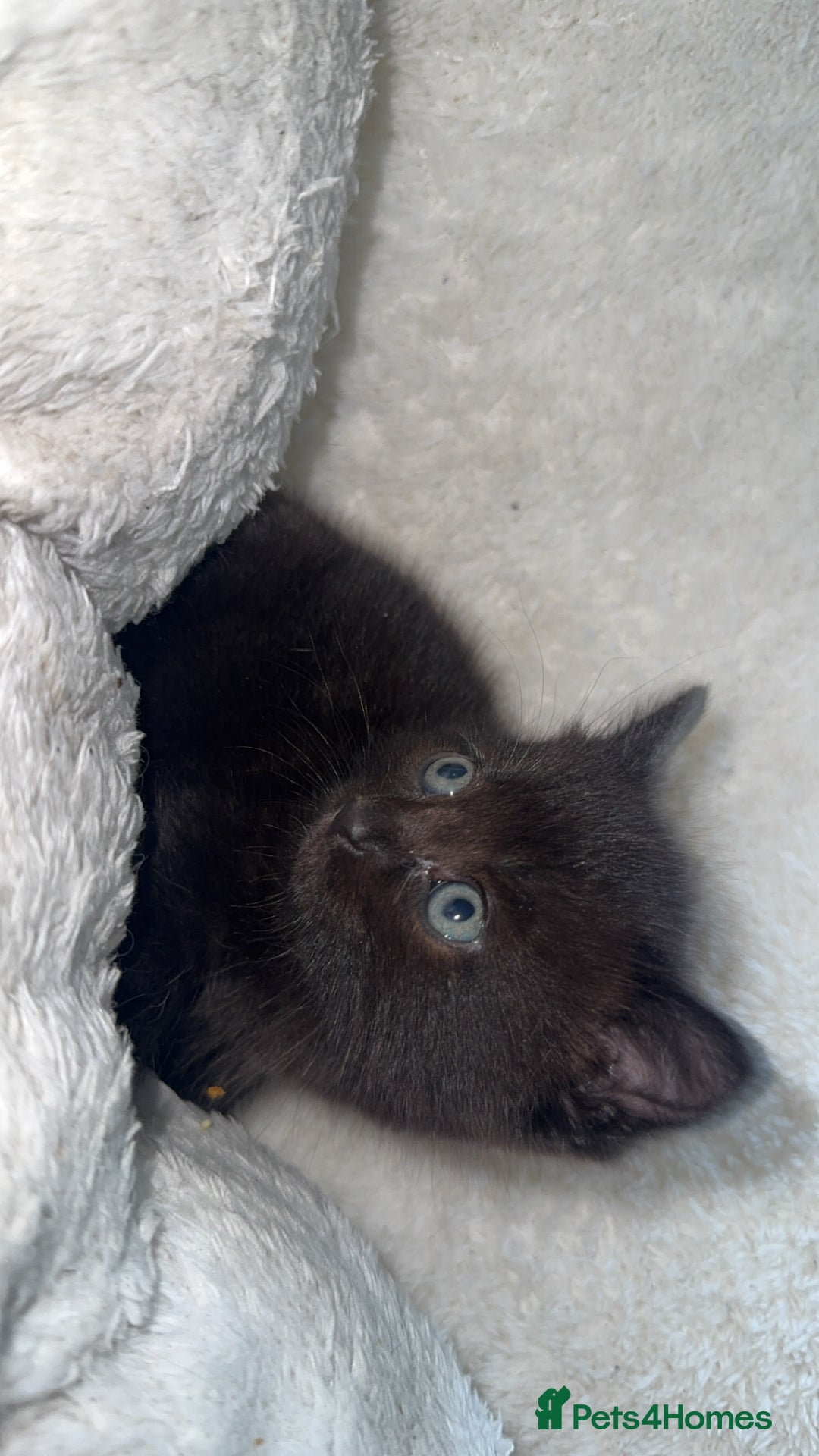 British Longhair cats for sale: Adorable Kittens Looking for Loving Homes - Image 3