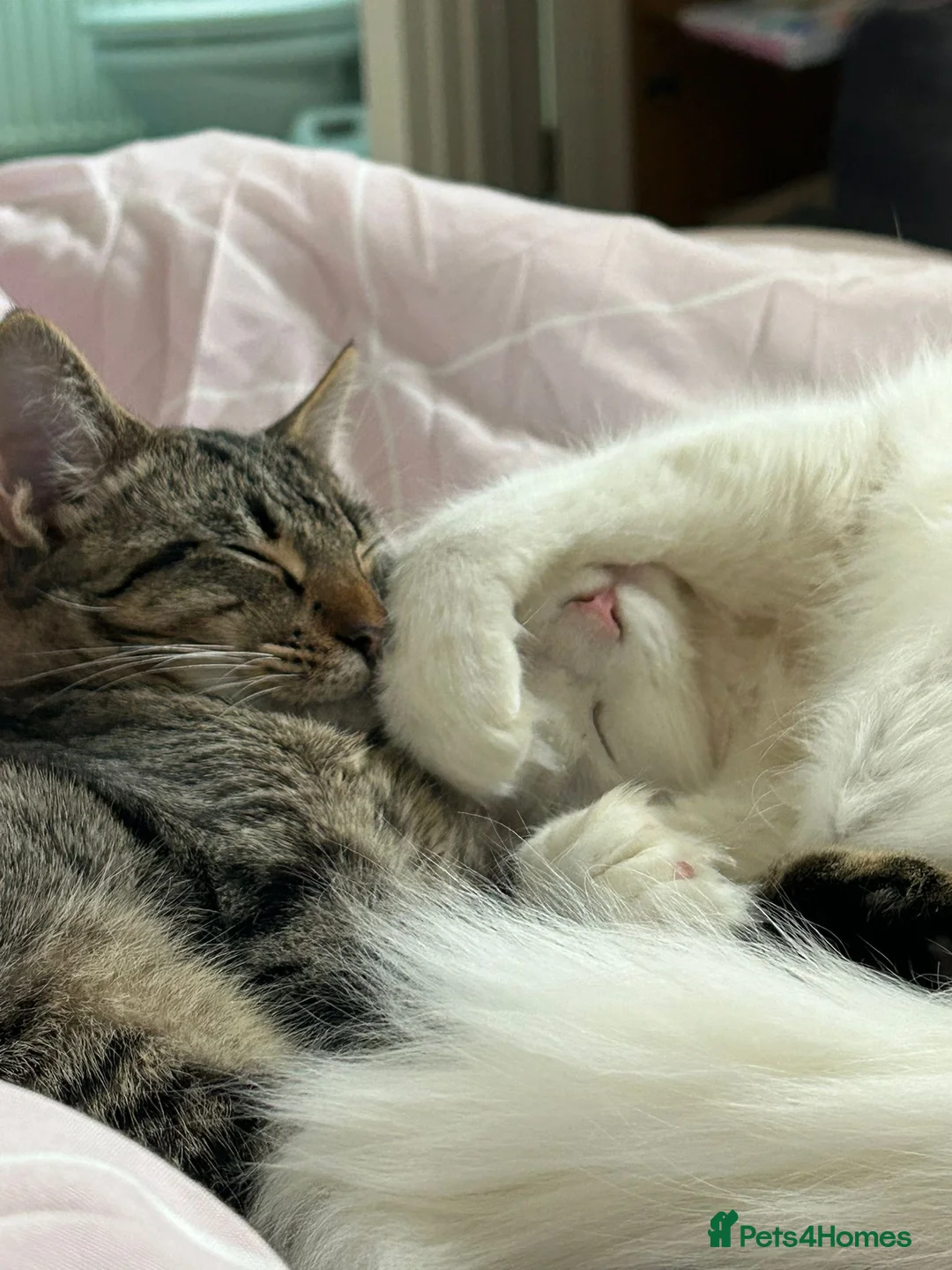 Mixed Breed cats for sale: Kittens for sale  in Maidstone - Advert 9