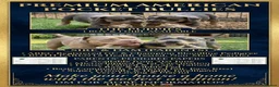 American Bully dogs for sale: 🏆🩸ABKC American pocket bully 🔥 - Advert 19