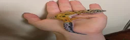 Leopard Gecko reptiles for sale: Baby leopard geckos - Advert 11