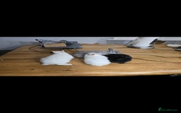 Netherland Dwarf rabbits for sale: ADORABLE NETHERLANDS DWARF RABBIT FOR SALE - Image 1