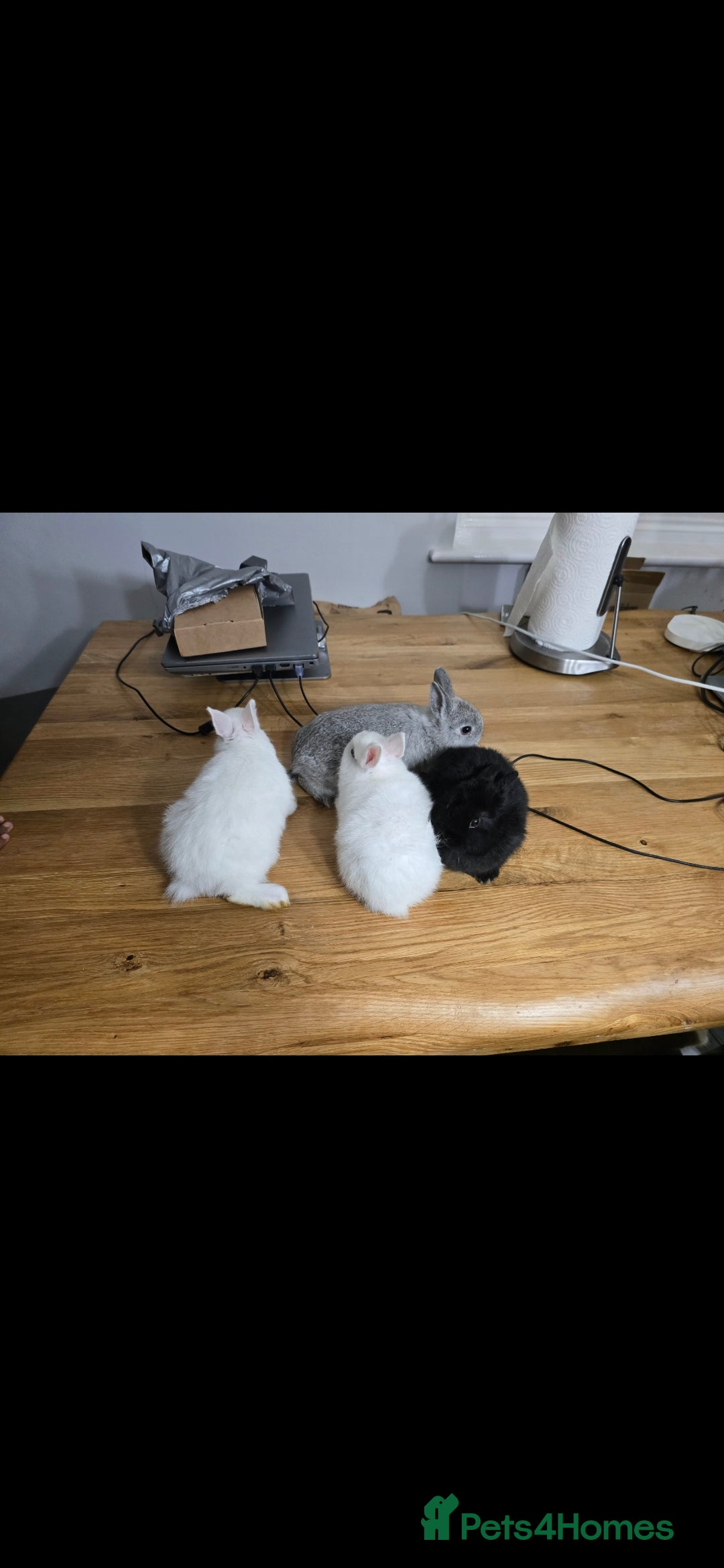 Netherland Dwarf rabbits for sale: ADORABLE NETHERLANDS DWARF RABBIT FOR SALE - Image 1