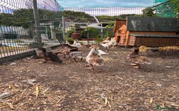 Ducks poultry for sale: Gorgeous and Muscovy ducklings - Image 5