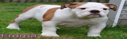 English Bulldog dogs for sale: KC Registered English Bulldog Puppies 🐾 - Advert 2