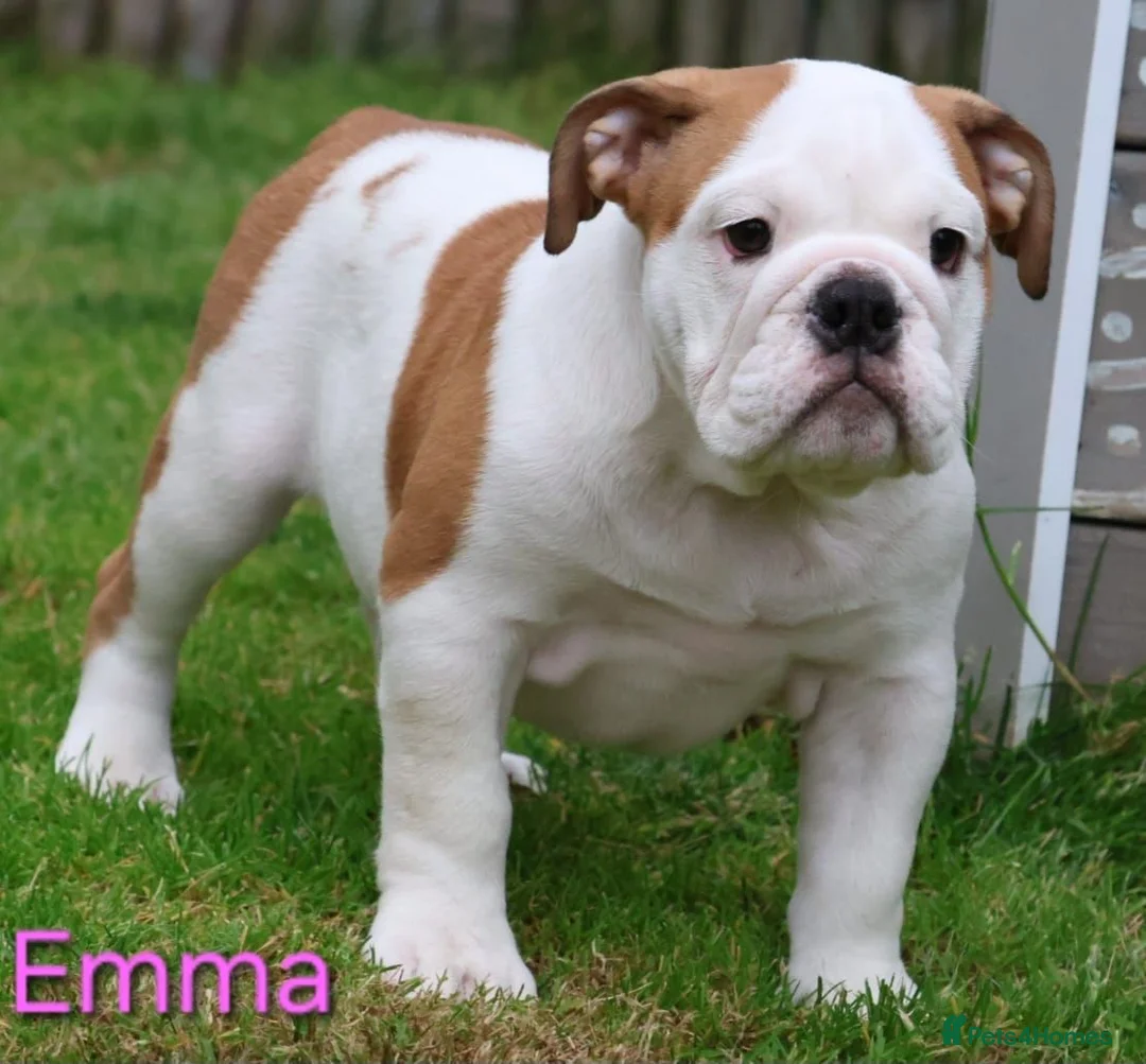 English Bulldog dogs for sale: KC Registered English Bulldog Puppies 🐾 - Advert 2