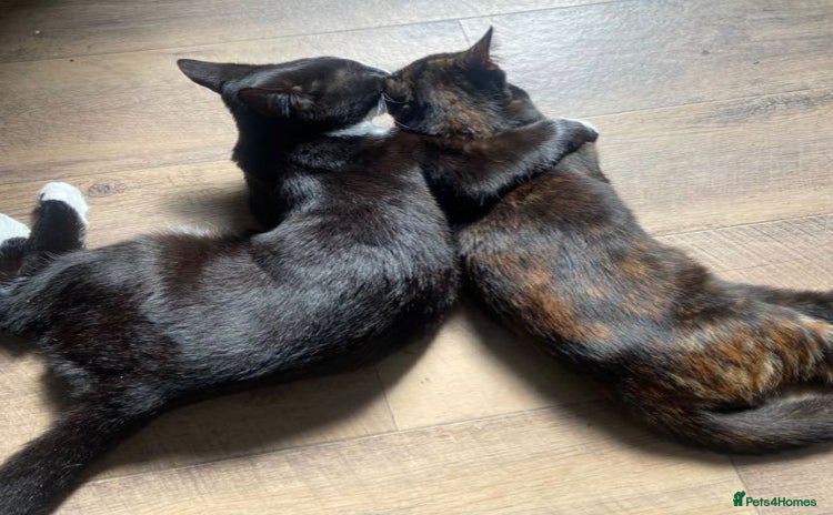 Mixed Breed cats - Advert 4