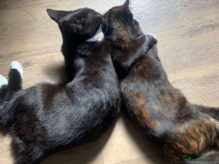 Mixed Breed cats - Advert 8