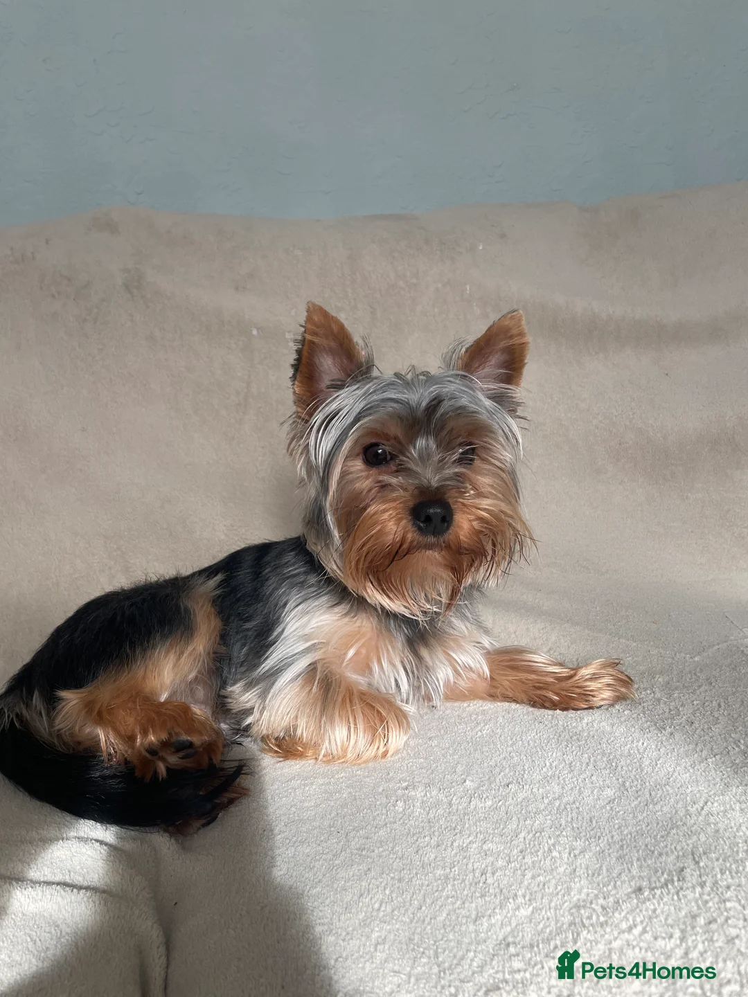 Yorkshire Terrier dogs for stud: HANDSOME SMALL YORKIE BOY FOR STUD in Dudley - Advert 3