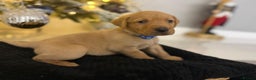 Labrador Retriever dogs for sale: Beautiful fox red puppies  - Advert 8