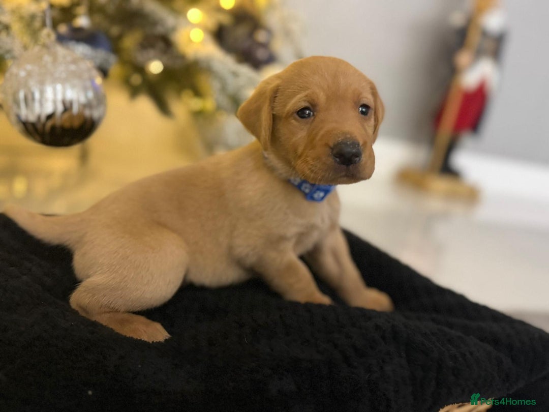 Labrador Retriever dogs for sale: Beautiful fox red puppies  - Advert 8