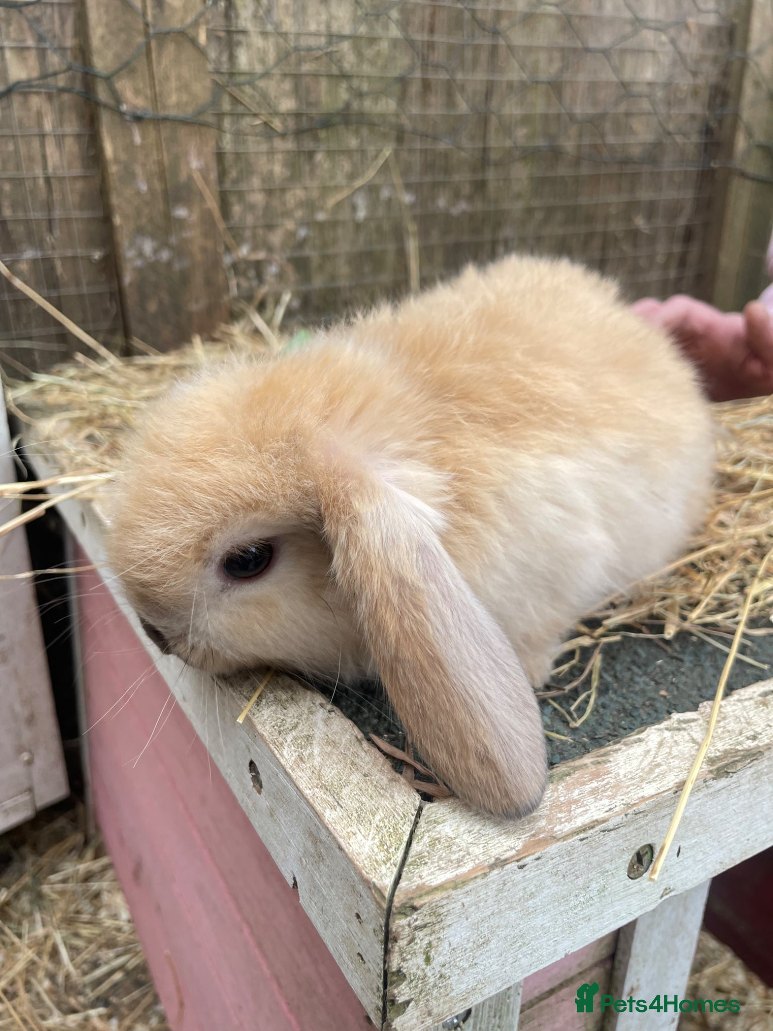 Mini Lop rabbits Mini Plush Lop Babies - Advert 5