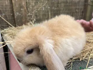 Mini Lop rabbits Mini Plush Lop Babies - Advert 15