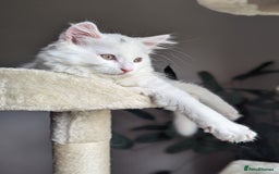 Mixed Breed cats for sale: Squib 🤍& Mort 🖤 - Image 8