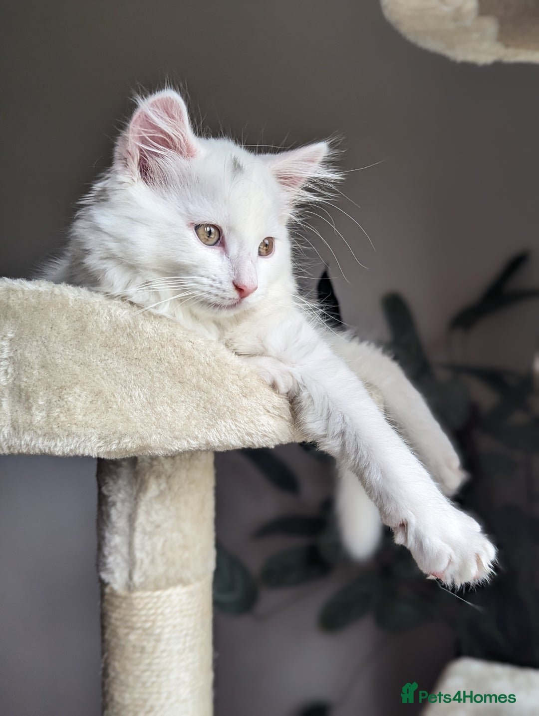 Mixed Breed cats for sale: Squib 🤍& Mort 🖤 - Image 8