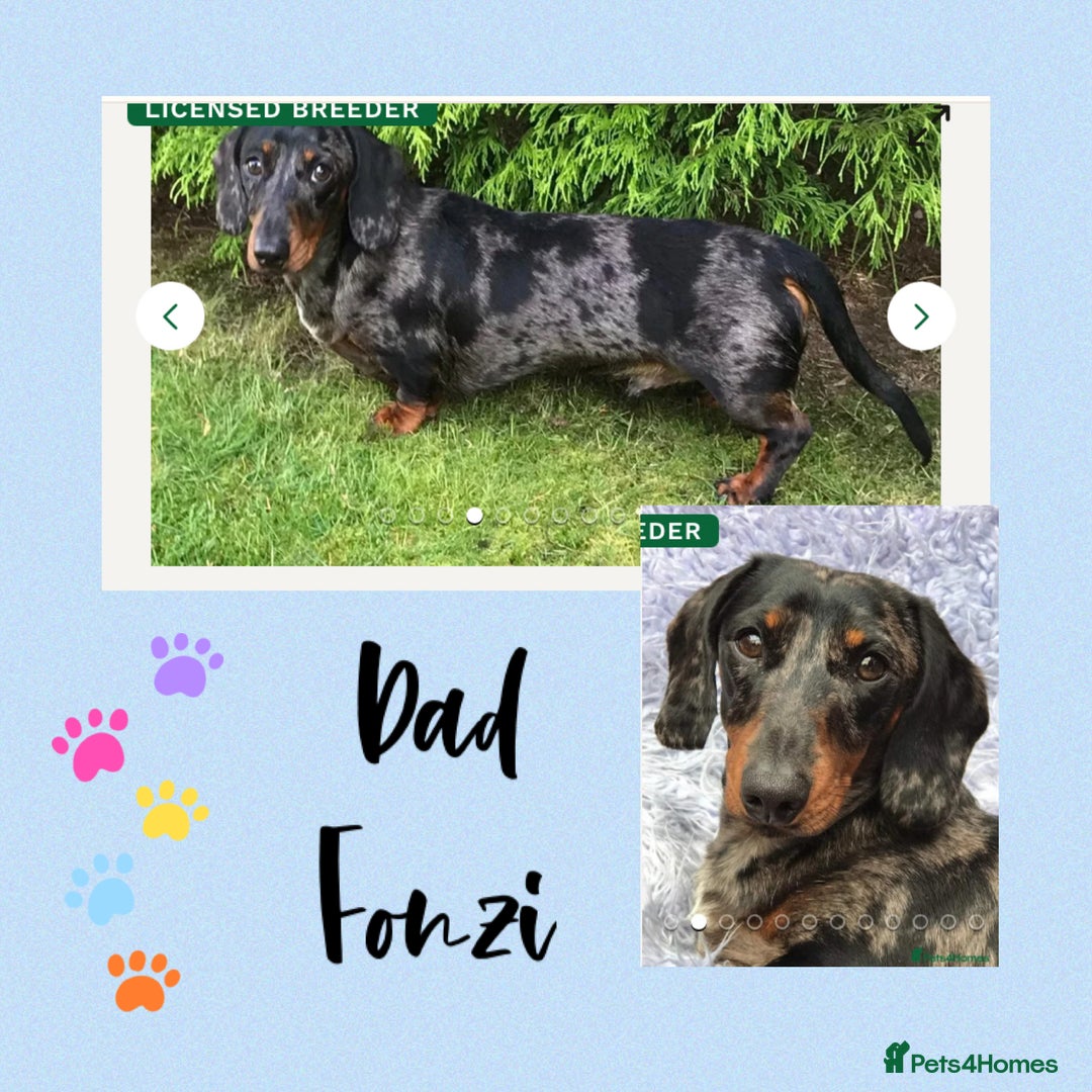 Miniature Dachshund dogs for sale: Miniature Black and Tan Dapple Dachshunds - Image 4