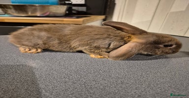 Mixed Breed rabbits - Advert 10