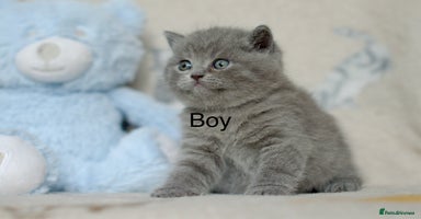 British Shorthair cats - Advert 13