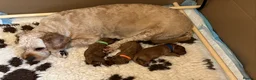 Cavapoo dogs for sale: Beautiful F1B Cavapoo Puppies DNA tested. - Advert 13