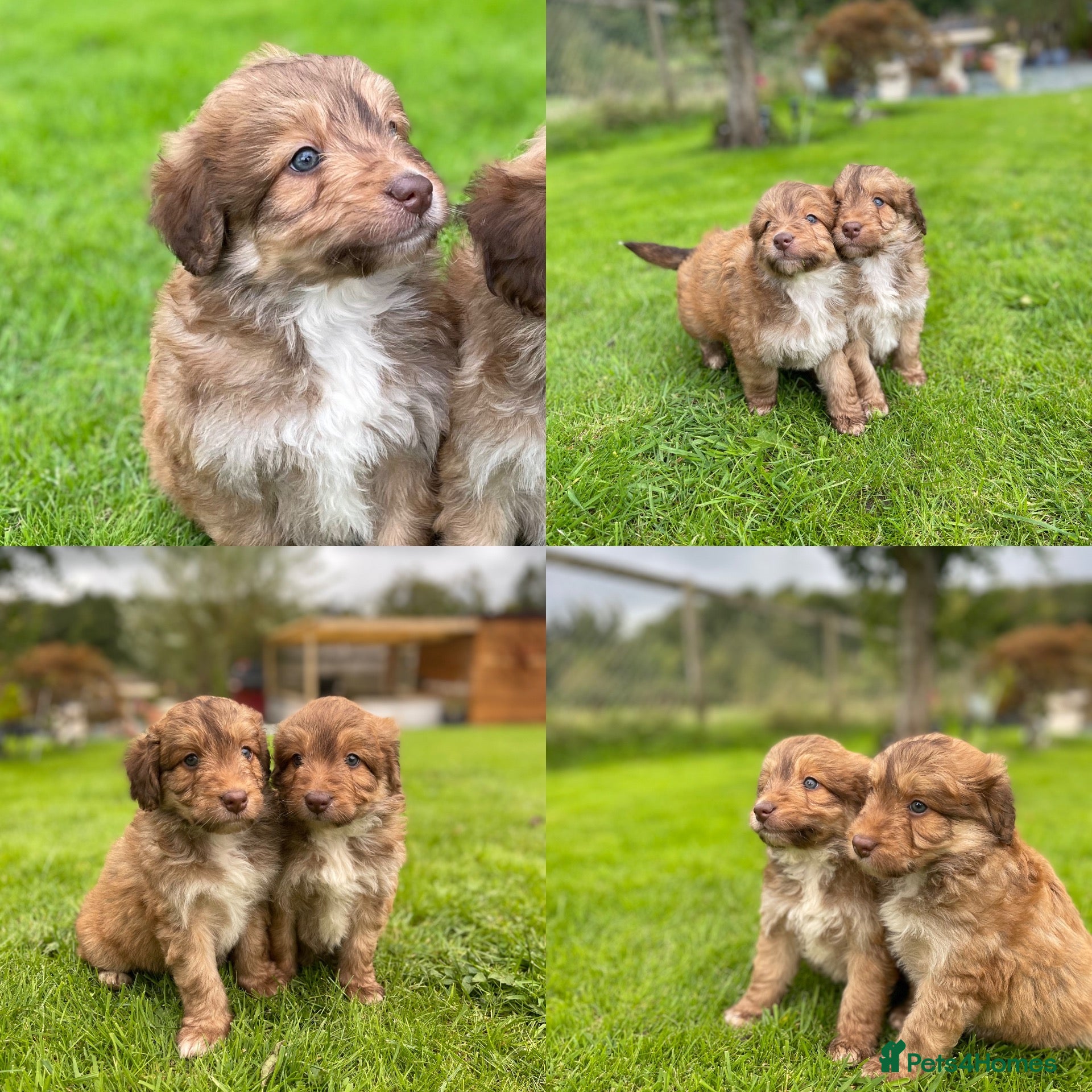 Bordoodle dogs LAST 1! OUTSTANDING SABLE BORDOODLE🧸 - Advert 1