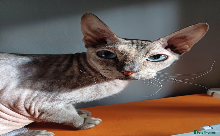 Sphynx cats - Advert 2