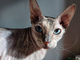 Sphynx cats for sale - Advert 1