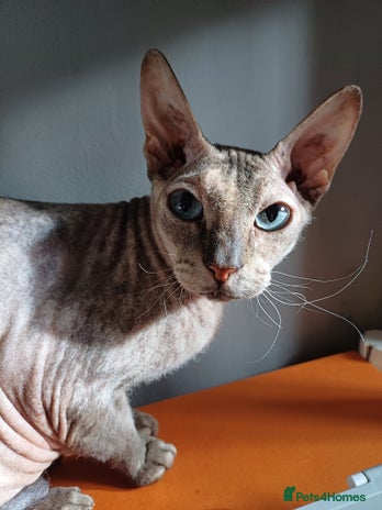 Sphynx cats - Advert 1